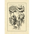 thumbnail image 2 of Besler, Basilius 24x32 White Modern Wood Framed Museum Art Print Titled - Vintage Besler II, 2 of 4