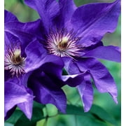 Wekiva Foliage - Clematis The President - Live Plant in a 4 Inch Growers Pot - Starter Plants Ready for the Garden - Purple Blue Flowering Vine