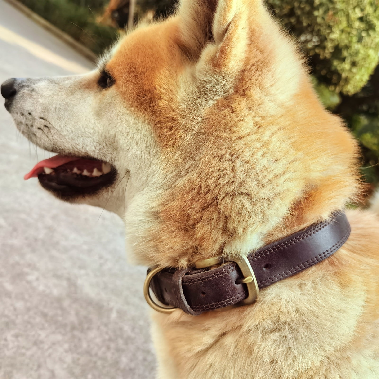 Dog collar engraving near me sales