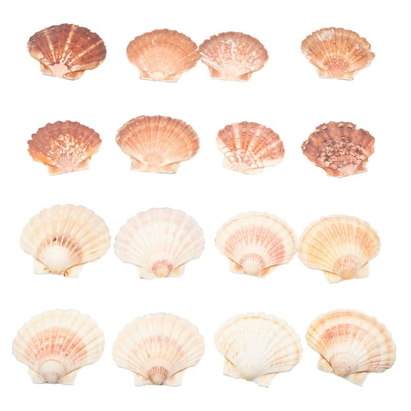 16Pcs Natural Seashell Unique Grain Color and Shape 4-4.7 Inch Flat Scallop Shell and Giant Clam Shell Make Seashell Wind Chime Painting Artwork