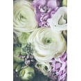 thumbnail image 2 of Sawall, Anastasia 17x24 White Modern Wood Framed Museum Art Print Titled - Lovely Ranunculus, 2 of 4