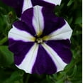 thumbnail image 7 of Amore Petunia 2 Gallon Hanging Basket Multicolor Trailing Petunia Multispecies Combo Annual Outdoor Live Plants Full Sun, 7 of 7