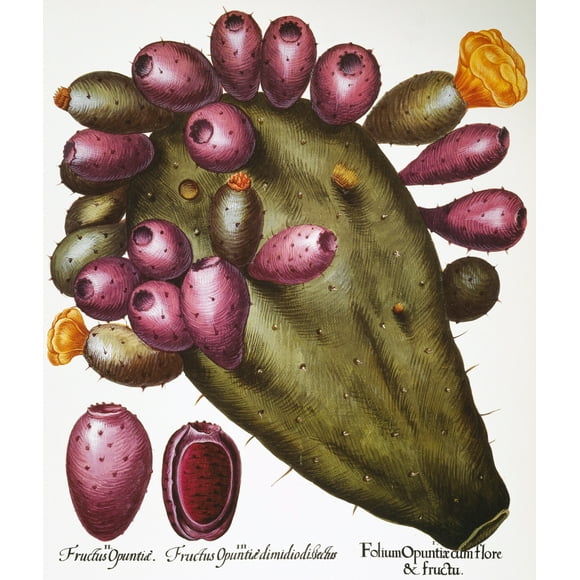 Cactus: Opuntia, 1613. /Nopuntia Ficus-Indica(?). Engraving From Basilius Besler'S "Hortus Eystettensis" (Altdorf, 1613). Poster Print by  (18 x 24)