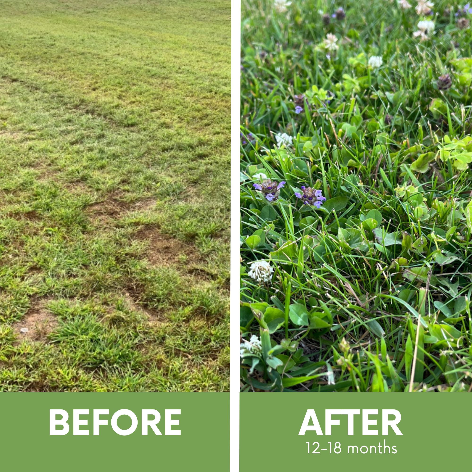 Flawn Seed Kits Thick Bee Lawn Kit, 500 Sqft, Perennial Dutch White Clover, Self-Heal, Fescue Grass, Shaker