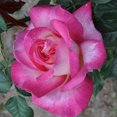thumbnail image 2 of Heirloom Roses California Dreamin' 3' - 4' Cream/Pink Hybrid Tea Rose Live Plants in 1 Gallon Containers, 2 of 2