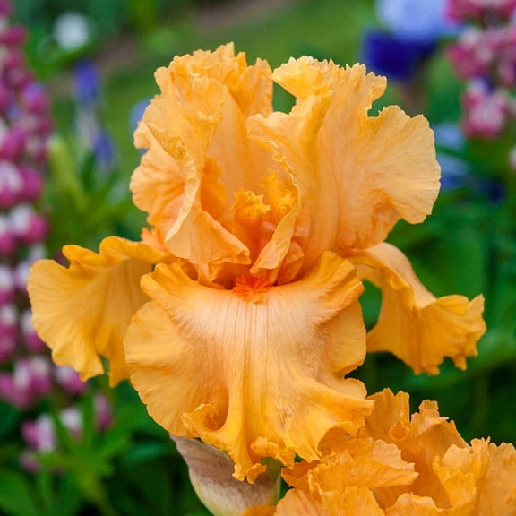 Direct Gardening Orange King Bearded Iris 3 Bare Root Perennial Rhizomes