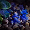 thumbnail image 6 of sunsanly 5Pcs Frog Garden Decoration Luminous Happy Frog Stake Outdoor Courtyard Patio Lawn Glowing Cartoon Animal Sign Spike Ornament, 6 of 8