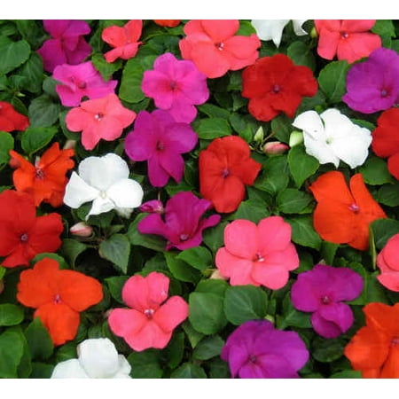 Expert Gardener Shade 6 Pack Imaptiens