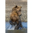 thumbnail image 2 of Jones, Adam 13x18 White Modern Wood Framed Museum Art Print Titled - Adult grizzly bear chasing fish-Lake Clark National Park and Preserve-Alaska-Silver Salmon Creek, 2 of 4