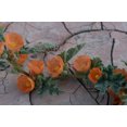 thumbnail image 6 of Earthcare Seeds - Globemallow Munro's 1000 Seeds (Sphaeralcea munroana) Heirloom - Open Pollinated, 6 of 6