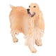 thumbnail image 2 of Figuras de Cocker Spaniel de simulación educativa, fáciles de mantener, para niños, juguetes y decoración de interiores PL127‑1543 Amarillo, 2 of 14