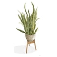 thumbnail image 3 of Jacobs, Cindy 14x24 Black Modern Framed Museum Art Print Titled - Snake Plant, 3 of 5