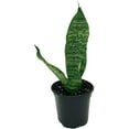 thumbnail image 2 of ragnaroc - Live Snake Plant – Black Coral Sansevieria – Tropical Plant in 4” Pot +6” Plant Height, Indoor House Plant in Pot, Potted Succulent Plant, 2 of 5