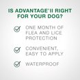 thumbnail image 2 of Advantage II Flea Treatment for Small Dogs, 2 of 8