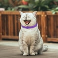 thumbnail image 4 of FLhrweasw Collar Calmante 38cm Collar Ajustable para Aliviar La Ansiedad Gato Gatito Productos para, 4 of 9