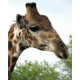 thumbnail image 2 of Dana Underdahl 36x44 Gallery Wrapped Canvas Wall Art Titled - Giraffe Portrait IV, 2 of 4