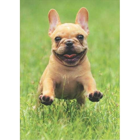 Avanti Press Frenchie Jumping In Grass Deluxe Matte Dog Blank Note Card