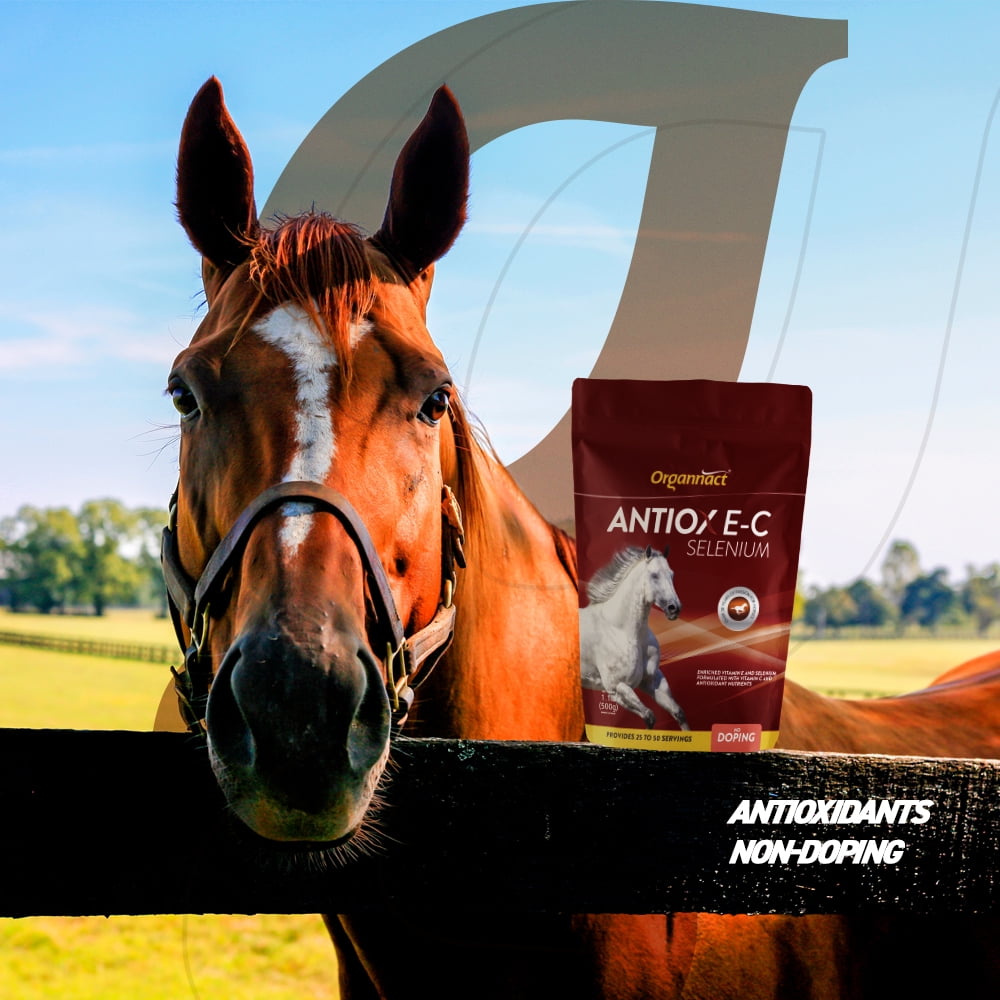 Organnact ANTIOX E-C SELENIUM - Antioxidant Support for Horses: Vitamin E, C & Selenium 1,1lb (500g)