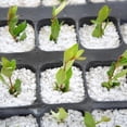 thumbnail image 5 of Pack 3 Costales Sustrato Perlita Grado Medio De 100l/14kg, 5 of 5