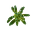thumbnail image 5 of Adorno Hogar Artificial Baoblaze Pntas Flores de Folje Verde, 5 of 5