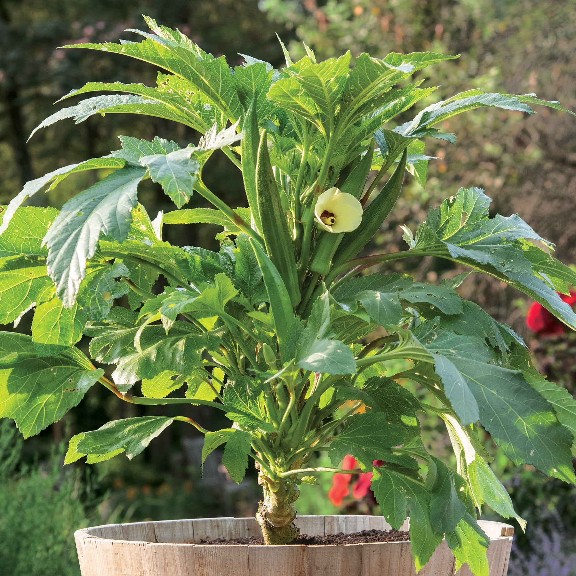 Burpee Baby Bubba Hybrid Okra Vegetable Seed, 1-Pack