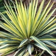 thumbnail image 2 of Yucca 'Color Guard' - Variegated Adam's Needle- Live Starter Plant, 2 of 7