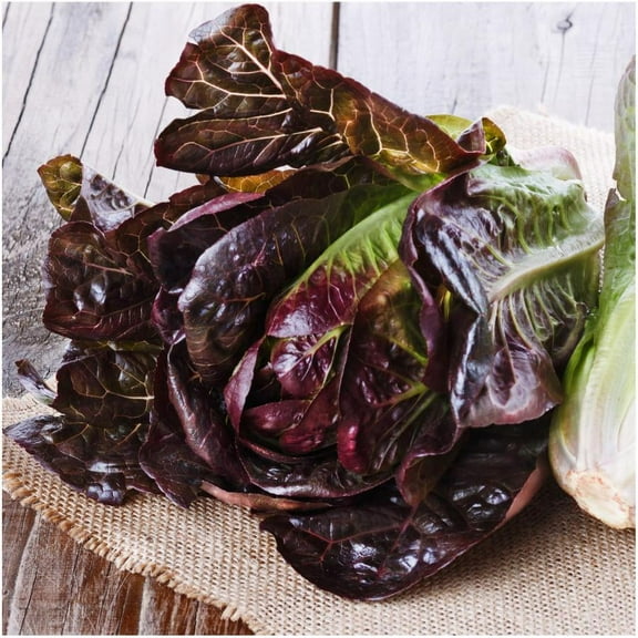 Red Romaine Lettuce Seed, Heirloom, Non GMO, 200 Seeds, Garden Seed