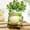 Green, variant on Quoowiit Resin Frog Rocking Chair Plant Pots, 5.1" with Drainage Holes for Small Succulents, Indoor and Outdoor Use