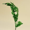 thumbnail image 4 of Raw Sola Wood Flowers - Centerpiece/Vase/Pot/Bouquet Fillers - -Leather Leaf Green, 4 of 6