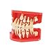 thumbnail image 3 of Dentalmall Teeth Typodonts Dental Model #7013 - Teeth Eruption Development Model Alternating Model Of Constant Pressure Of Deciduous Teeth, 3 of 4