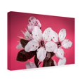 thumbnail image 2 of Pierre Leclerc Photography 'Cherry Pink' Canvas Art, 2 of 4