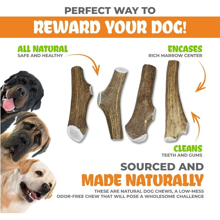Are Elk Antlers Safe For Dogs Teeth