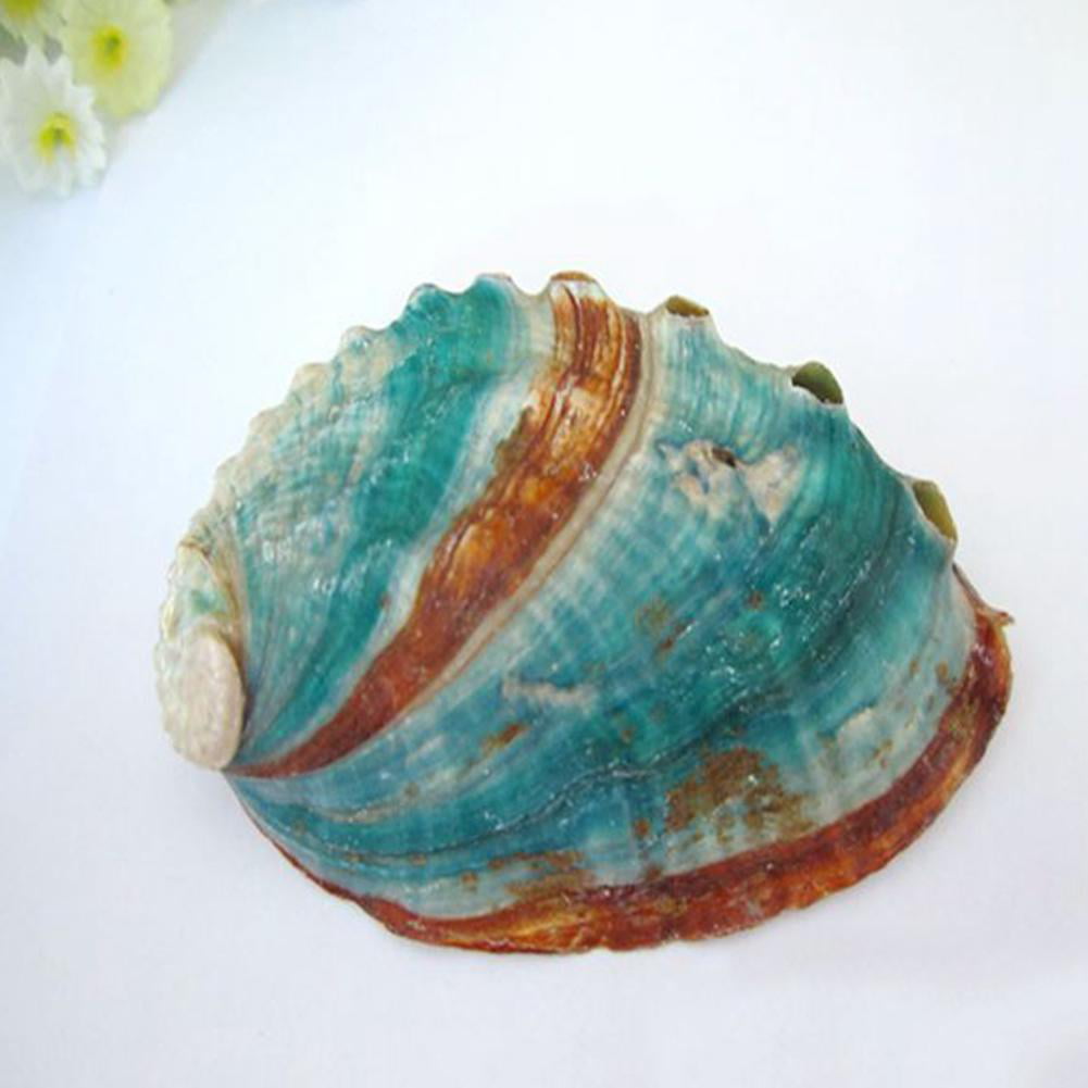 Large Seashell Natural Rainbow Bright Abalone Smudging Beach House Decor Gifts 