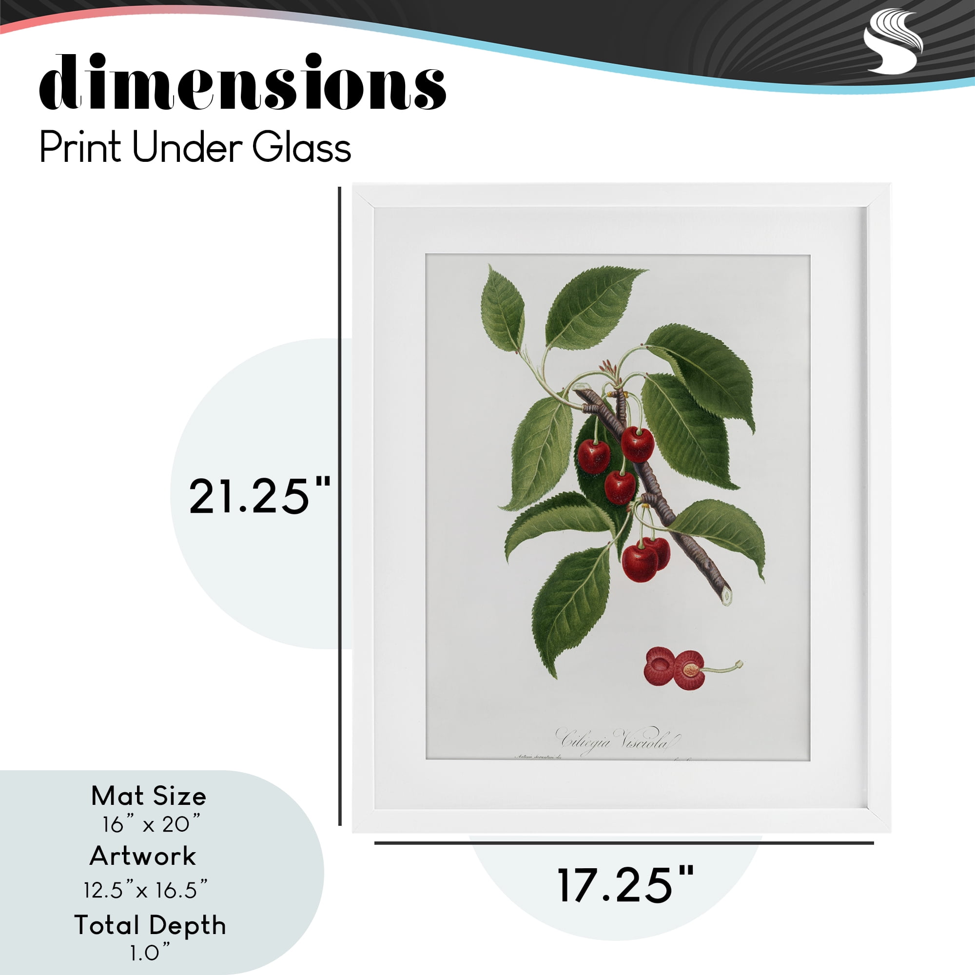 Latin Study of Cherry Plant White Framed Print Under Glass, design by Lettered and Lined