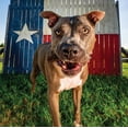 thumbnail image 4 of NPIC Get Naked Weight Management Large Chew Sticks for Dogs 6.6 ounce, Grain Free, 4 of 5