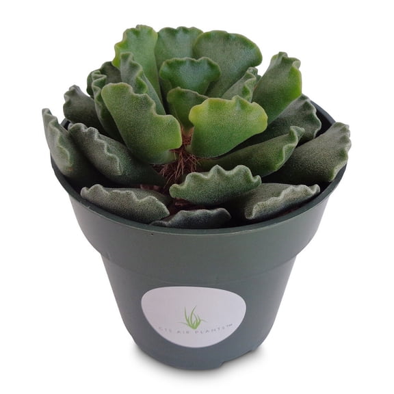 Adromischus Cristatus Succulents Live Plants in 4" Pot, Dark Green Fuzzy Leaves with Crinkled Edges