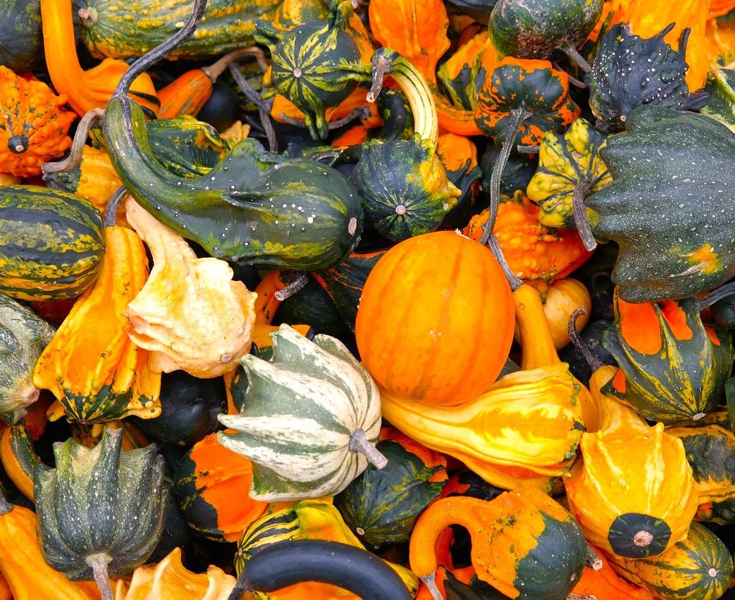 30+ Ornamental Gourd Mix Seeds – Heirloom, Non-GMO, Fresh – Easy To Grow