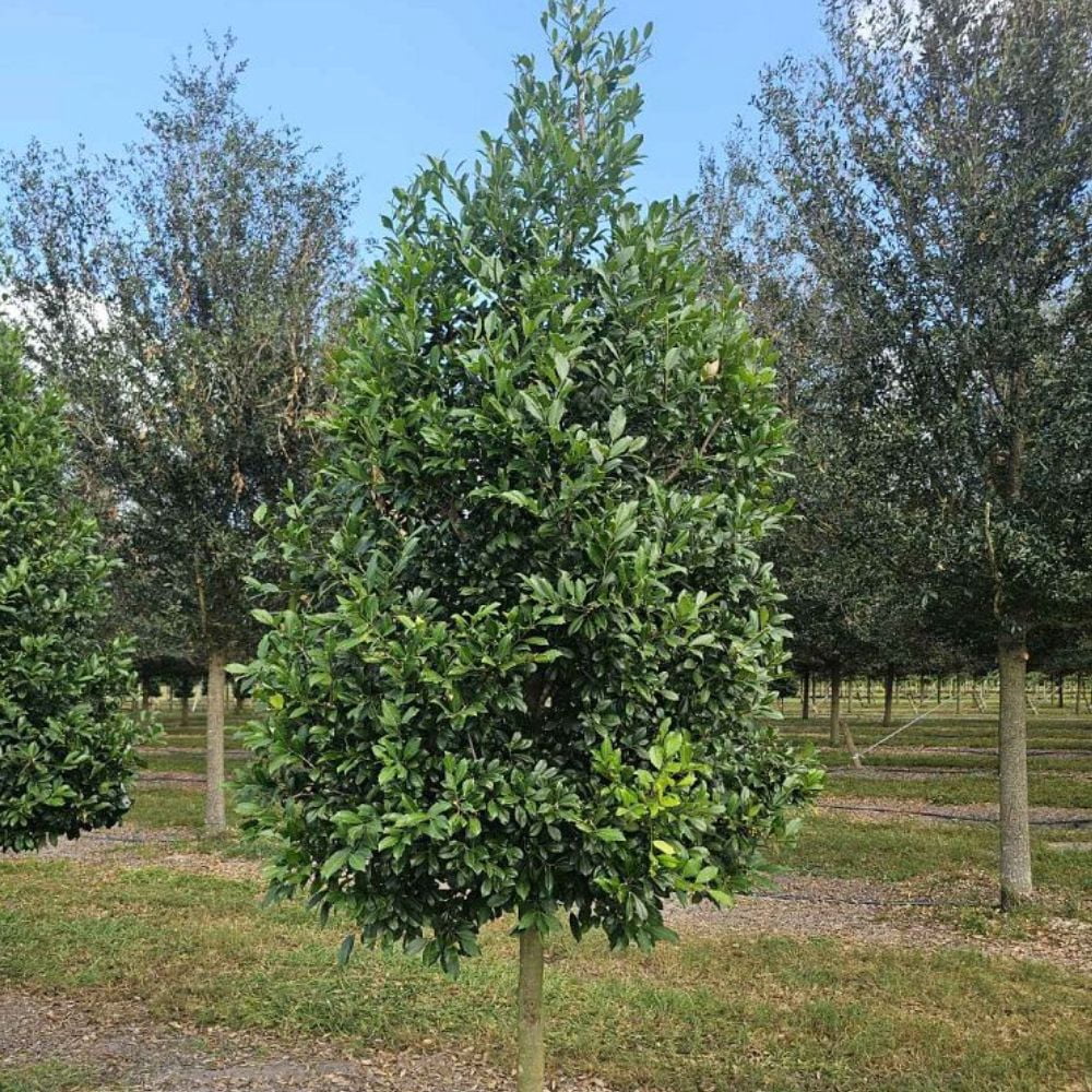 Expert Gardener 1.5- 2 ft tall Eagleston Holly Live Tree in 3-Gallon Grower Pot