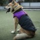 thumbnail image 2 of Ropa para Mascotas - Poliéster Morado Pet Impermeable Chaqueta de plumón Chaleco Ropa Abrigo Grueso Grueso para Perros Grandes(2XL), 2 of 5