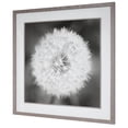 thumbnail image 4 of Uttermost Dandelion Seedhead Wood and Glass Framed Print in Black/White, 4 of 8