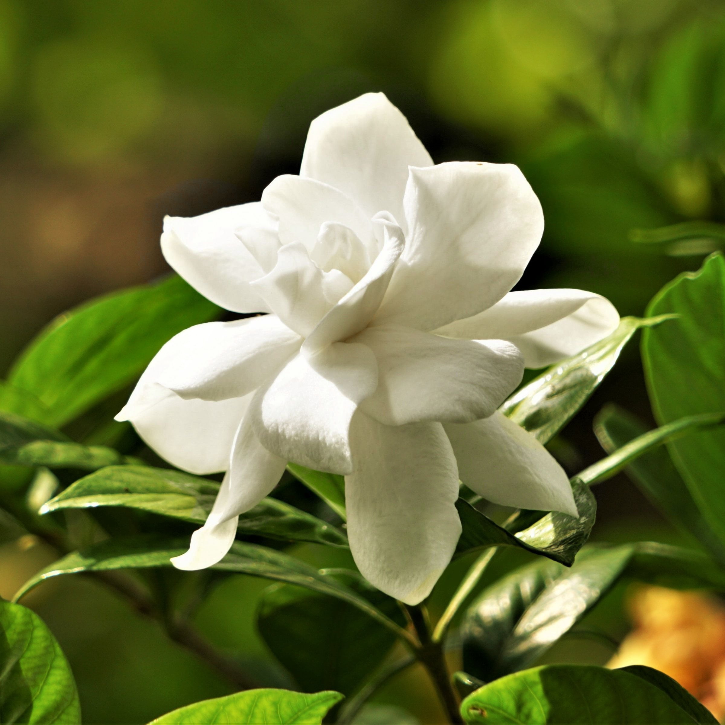 National Plant Network 3 gal. Gardenia Jubilation Live Shrub