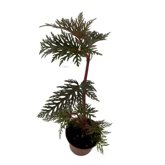 Begonia Bipinnatifida / Fern Leaf Begonia -2.5" Pot- House Plant or Terrarium