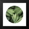 thumbnail image 2 of Majchrowicz, Alan 15x15 Black Modern Framed Museum Art Print Titled - Corn Lily Circle II, 2 of 5