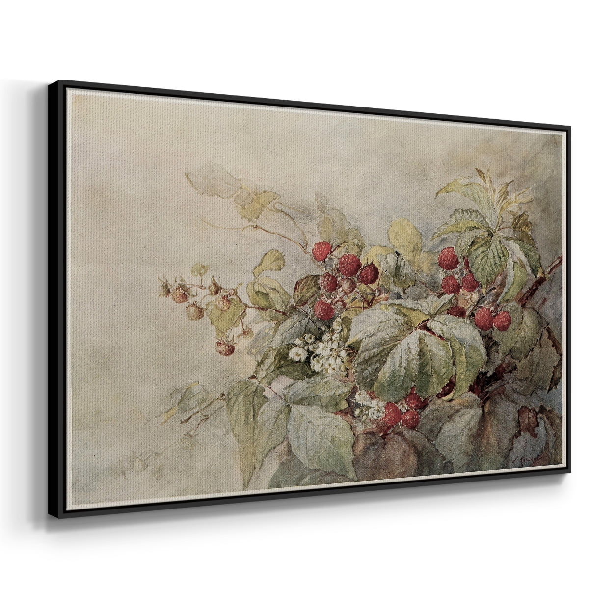 Vintage Botanical Print-V By Wexford Home Framed in Black Wood Gallery Wrapped Canvas 17 in. x 25 in.
