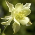 Better Homes & Gardens 2.5 Quart Yellow Aquilegia Columbine Perennial