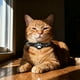 thumbnail image 4 of Collar GPS para gatos con localizador para mascotas Android. Resistente al agua. Sin cuota mensual. Solución de rastreo avanzada. Collar inteligente para la seguridad de tu mascota., 4 of 6