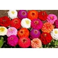thumbnail image 1 of GSDWIUEW 10+ Zinnia Graceful California Giant-Flower Mix, 1 of 8