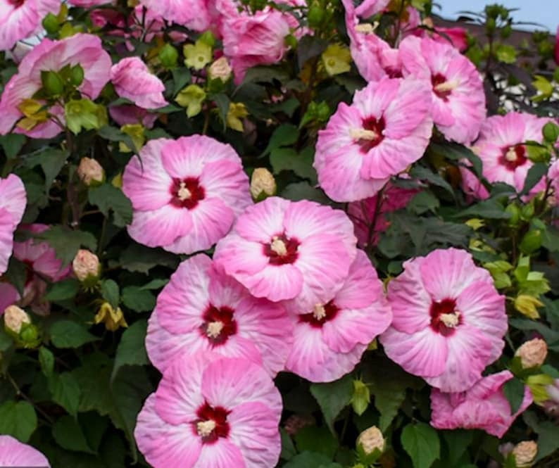 30 Rose Mallow Hibiscus Flower Seeds Perennial Variety Blooms Easy to Grow Non- Pollinator-Friendly