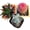 C, variant on Rare Cactus Succulent Plants | Live House Plants for Home, Office, and Garden Decoration.