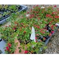 thumbnail image 7 of Red Drift® Groundcover Rose - Live Plant ( 1 QT ) | Ground Cover Rose | Repeat Blooms | Very Hardy, 7 of 7